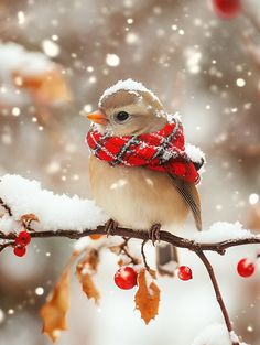 a small bird sitting on top of a branch covered in snow and wearing a scarf