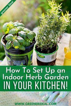 three potted plants with text overlay how to set up an indoor herb garden in your kitchen