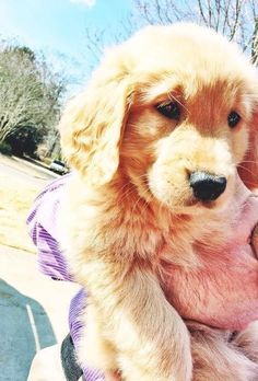 a small dog sitting on top of a person's lap wearing a purple shirt