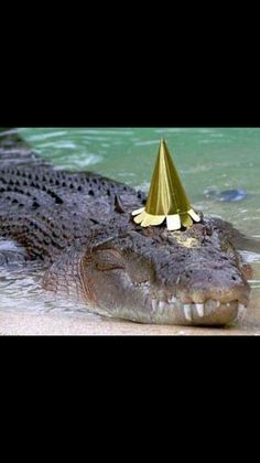 an alligator with a party hat on it's head