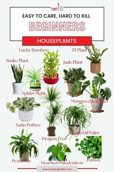 houseplants that are easy to care for and the best way to keep them healthy