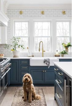 a dog is sitting in the middle of a kitchen with blue cabinets and white walls