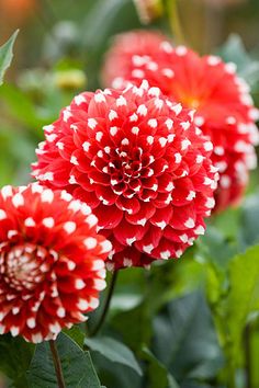 two red and white flowers with green leaves