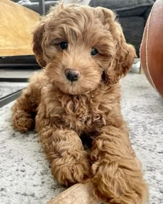 a small brown dog laying on the ground