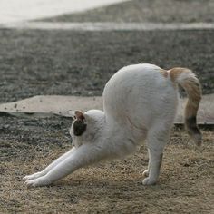 a white and brown cat is playing with a frisbee on the ground outside