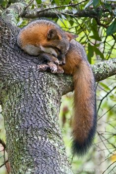 a squirrel is sitting on the branch of a tree with its head resting on it's back