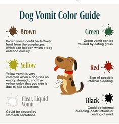 a dog with different colors on it's face and the words, color guide for dogs