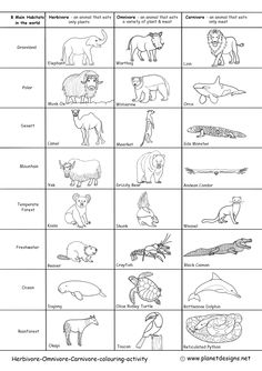 an animal worksheet with pictures of different animals