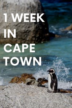 a penguin sitting on top of a rock next to the ocean with text overlay reading 1 week in cape town