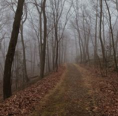 a dirt road surrounded by leaf covered trees in the middle of a foggy forest