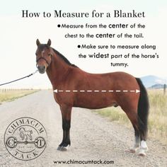 a brown horse standing on top of a dirt road next to a sign that says how to measure for a blanket