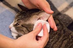 a person is petting a cat on the nose with a napkin in their hand