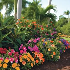 colorful flowers line the side of a flower bed in a tropical garden with palm trees