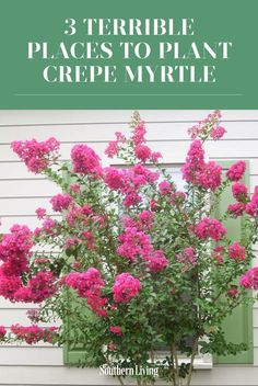 pink flowers in a pot with the title 3 terrible places to plant crepe myrtite