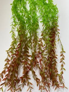 some green and red plants on a white surface