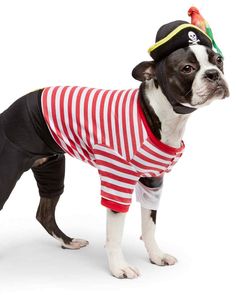 a small dog dressed up in a pirate shirt and hat, looking at the camera