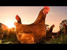 a group of chickens standing on top of a grass covered field next to each other