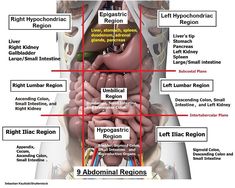 the anatomy of the human body with labels on each side and different sections labeled in red