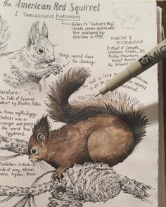 an instagramr with a drawing of a squirrel on it's page, and the caption reads