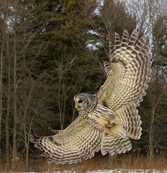 an owl flying through the air with its wings spread out in front of some trees