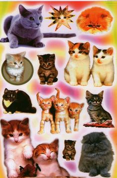 a poster with many different cats on it