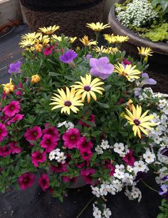 a potted plant filled with lots of different colored flowers