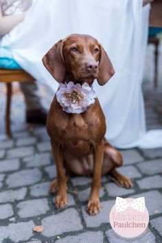 a brown dog sitting on top of a stone floor