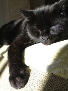 a black cat sleeping on top of a couch