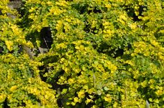 yellow flowers are blooming in the garden