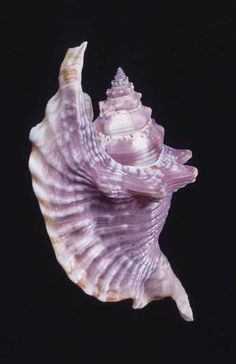 a purple sea shell on a black background