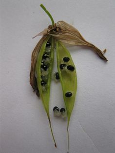 two pea pods are shown on a white surface