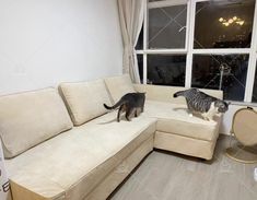 two cats standing on top of a white couch in front of a window with curtains