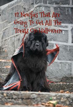 a large black dog sitting on top of some steps with a bat around it's neck