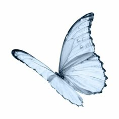 a white butterfly flying through the air