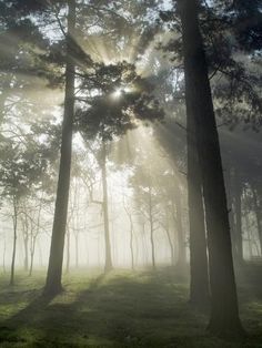 the sun shines through the foggy forest