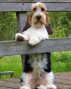 a dog sitting on top of a wooden bench