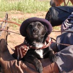 a small dog wearing a hat and sitting on the back of a man's saddle