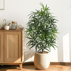 a potted plant sitting on top of a wooden floor next to a cabinet and sideboard