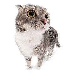 a gray and white cat with yellow eyes looking up at the camera while standing on its hind legs