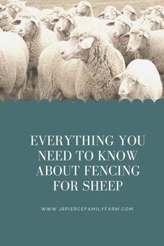 a herd of sheep with the words everything you need to know about minerals for sheep