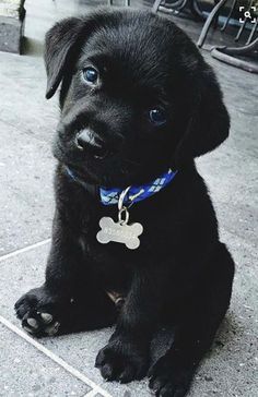 a black puppy sitting on the ground with a blue collar and bone tag around its neck