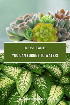 houseplants that you can forget to water are the best plants for beginner gardeners