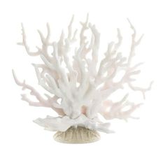 a white coral on a white background