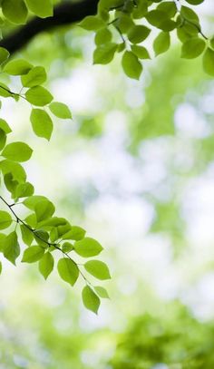 green leaves are hanging from the branches of a tree