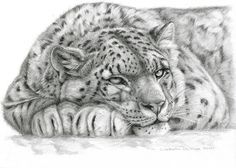 a pencil drawing of a snow leopard laying down