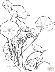 Garden Nasturtium, Tropaeolum Majus, Botanical Sketchbook, Flower Art Drawing, Outline Drawings, 자수 디자인, Flower Coloring Pages, Flower Doodles, Printable Crafts