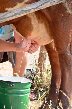 Mother Earth News, Farmer Wife, Farms Living, Down On The Farm, Milk Cow, A Cow, Rural Life, Country Farm