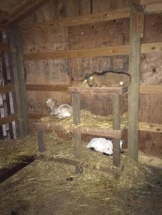 three rabbits in a barn with hay and wood flooring on either side of them