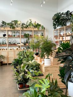 a room filled with lots of plants and potted plants on wooden shelves next to each other