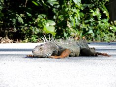 an iguana laying on the ground in front of some bushes